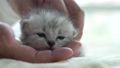 Asian woman playing with her tabby kitten 42411311