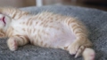 子猫 43141881