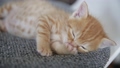 子猫　ねこ　猫 43152412