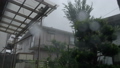 台風の暴風　自宅庭 43560919