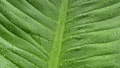 Water drops on green leaf surface 43787641