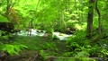 水流・清流・渓流・夏・日本・和風・新緑 44625996
