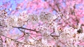 桜・さくら・風景・春 44626876