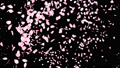 桜 効果 透過 アルファ 47471372