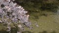 桜と川の鯉 花見・満開・散り際（黒川／愛知県） 47722417