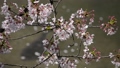 桜と眼下の川に鯉 花見・満開・散り際（黒川／愛知県） 47722457