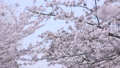 満開の桜の木・散り始め　花見 47727427