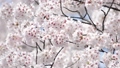 満開の桜（春・花見） 47727428