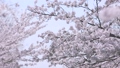 満開の桜の木・散り始め　花見 47974212