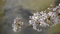 桜と川の鯉 花見・満開・散り際（黒川／愛知県） 47974213