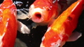 Koi carp fish swim in particle floating water 48207749