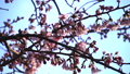 咲きはじめの桜 49418614
