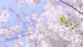満開の桜（ゆっくり移動ショット） 49726356