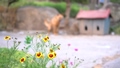 一條狗在一個寬闊的院子裡獨自捆綁著 50136831