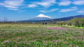 富士山とレンゲ畑と東海道新幹線 53676171