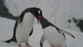 南極 餌付けするペンギン 53955792