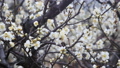 Drop of spring rain on a prunus mume tree 54177185