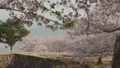 天空の城　竹田城跡　桜が満開に咲く竹田城 54698748