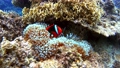 沖縄　阿嘉島のクマノミ　水中撮影 56181353