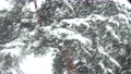 SS00861 Falling snow on a pine tree leaves.mov 57218865