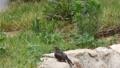 SS01082 Wet sparrow flutter after rain.mov 57219084