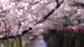 桜が満開に咲く目黒川の風景 57464546