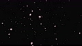 桜舞う1（ループ） 58294000
