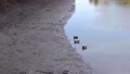 Three wild ducks come ashore from the water. Ducks in a city park. The life of ducks in the city 59560430