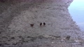 wild ducks walk along the shore in search of food. Ducks in a city park. life of ducks in the city 59560438