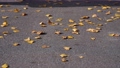 Autumn sunny day, the wind blows fallen yellow leaves lying on the pavement. Warm autumn mood 59560439