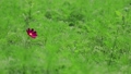 Cosmos swaying in the wind 59656141