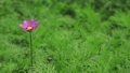 Cosmos swaying in the wind 59656142