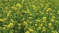 Yellow Rape Blossoms Blooming in the Fields 59656145