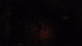 夜の水面に映る紅葉 60633122