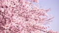 桜の花　ソメイヨシノ 61604812