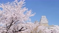 風に揺れる満開の桜と姫路城 61627612
