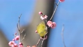 梅とメジロ 62413630