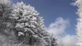  Winter trees in Hambaeksan with snow 62599620
