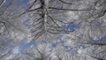 A tree high into the sky 62599621