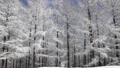  Winter trees in Hambaeksan with snow 62599622