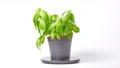 Basil in pot drying out 62779393