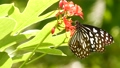 Tropical exotic butterfly in jungle rainforest sitting on green leaves, macro close up. Spring 65410176