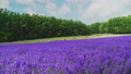 北海道の大自然 | ラベンダー畑、花畑 65462806