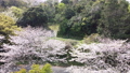 桜並木を横移動しながら撮影 66051334