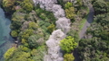 海岸道路沿いの桜並木を俯瞰しながら旋回して撮影 66051711