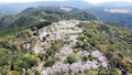 満開の桜並木を上昇しながら撮影 66051836