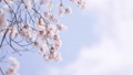 春　桜が揺れている　spring cherry blossom japan 66504545