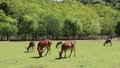 奈良公園　荒池園地で草を食む鹿たち（春） 66620700