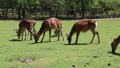 奈良公園　荒池園地で草を食む鹿たち（春） 66620701