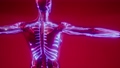Blood Vessels of Human Body 66944693